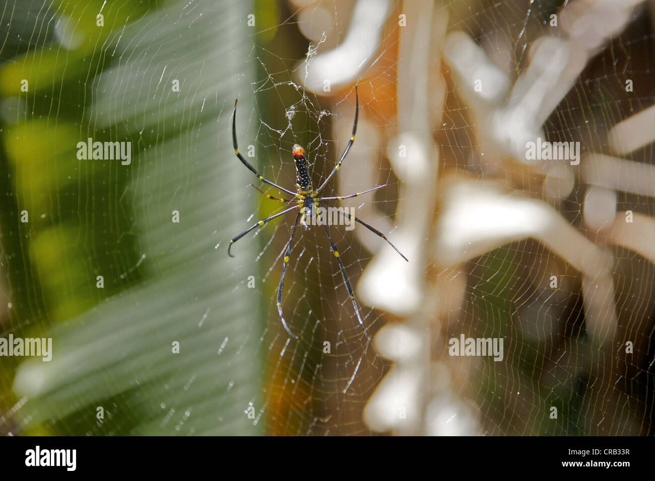 Eine Spinne im Netz, Thailand Stockfoto