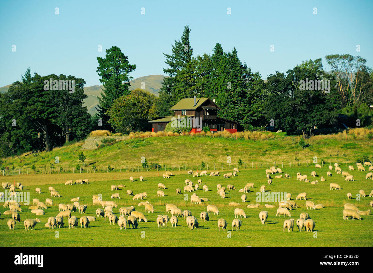 Schafherde auf der Alpensüdseite, Südinsel, Neuseeland Stockfoto