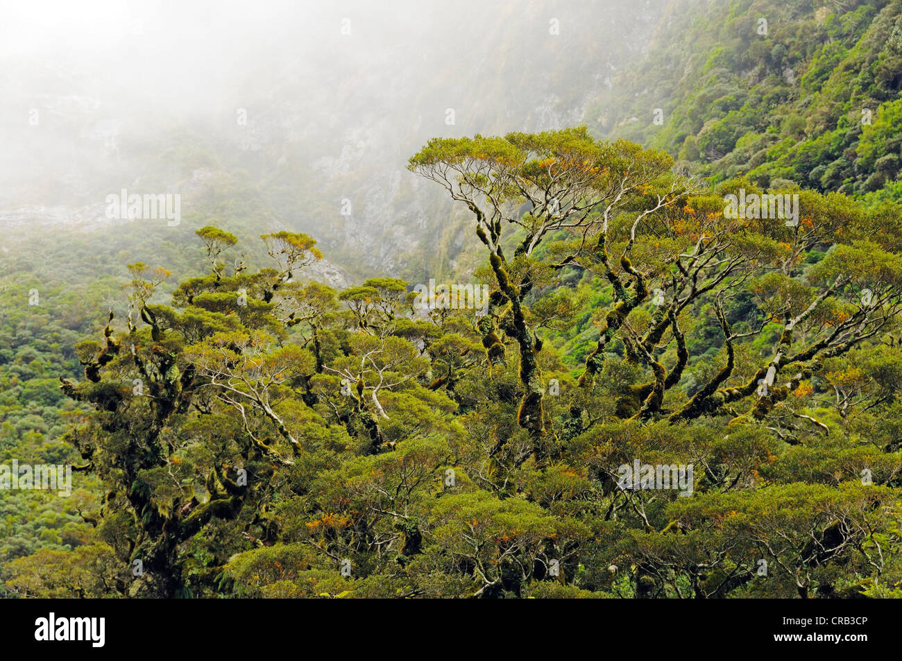 Regenwald in der Fjordland National Park, Te Wahipounamu, UNESCO-Weltkulturerbe, Südinsel, Neuseeland Stockfoto