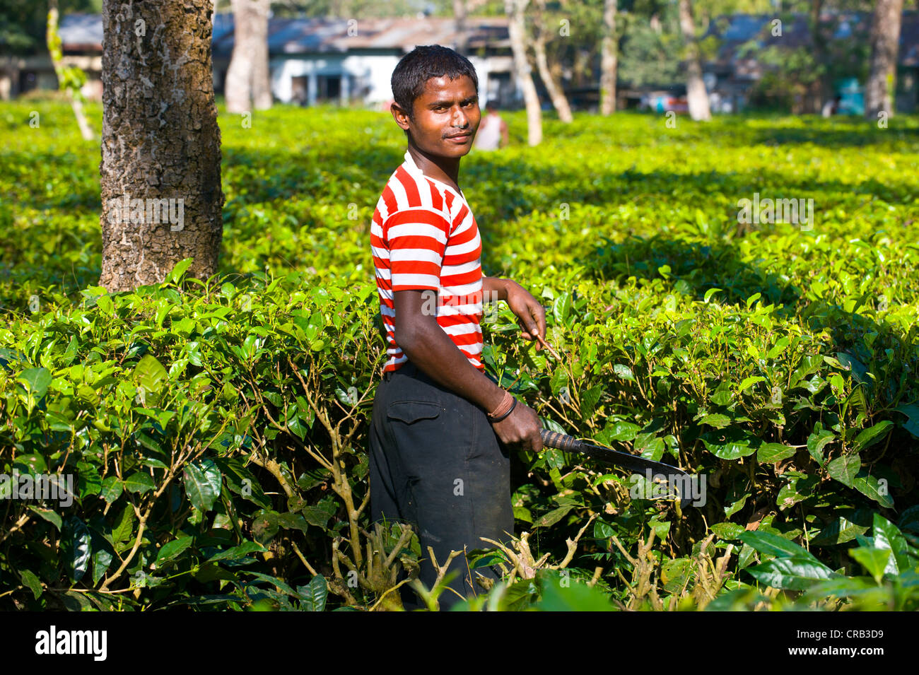 Arbeiter in einer Teeplantage in Assam, Nordost-Indien, Indien, Asien Stockfoto