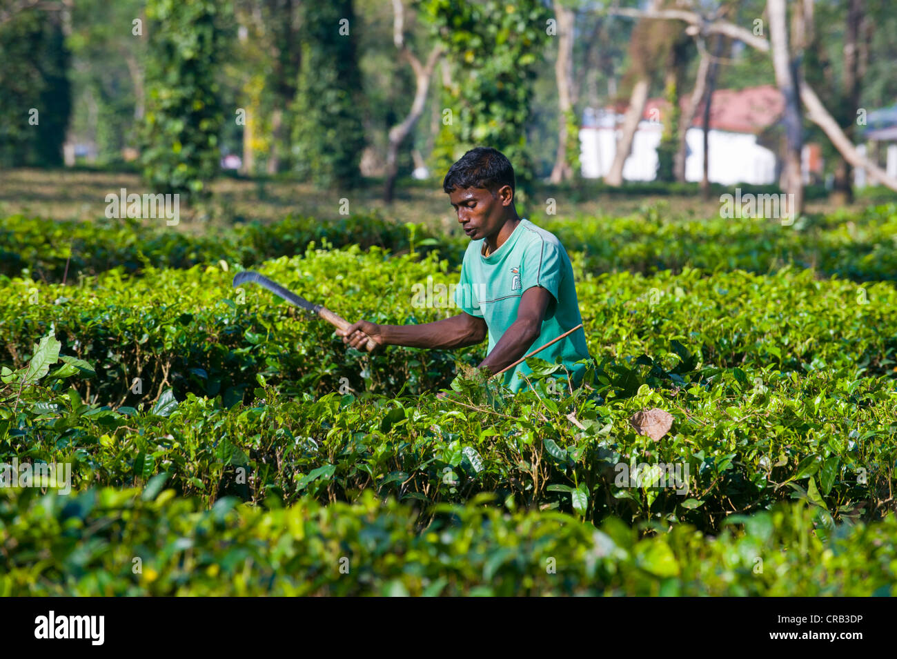 Arbeiter in einer Teeplantage in Assam, Nordost-Indien, Indien, Asien Stockfoto
