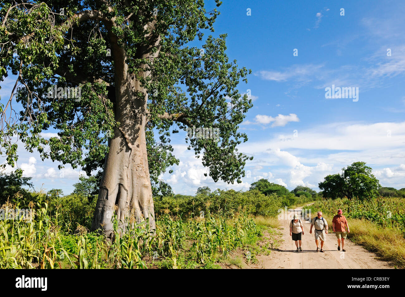 Neben einem großen Baobab-Baum (Affenbrotbäume Digitata) Wanderer in der Nähe von Camp Kwando am Kwando Fluss, Caprivi Strip oder Okavango-Streifen Stockfoto