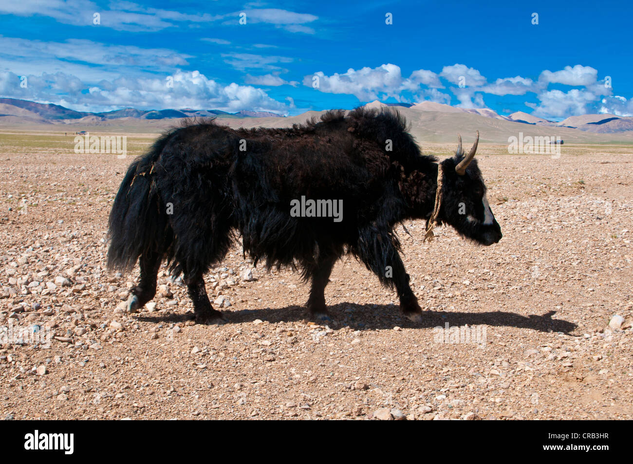 Yak in der weiten, offenen tibetischen Landschaft entlang der Straße von Tsochen nach Lhasa, West-Tibet, Tibet, Asien Stockfoto