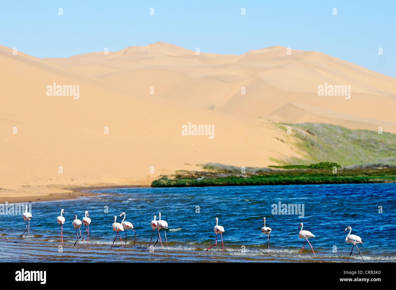 Flamingos (Phoenicopteriformes, Phoenicopteridae) in den Feuchtgebieten von Sandwich Harbour, Nationalpark, Teil der namibischen Stockfoto