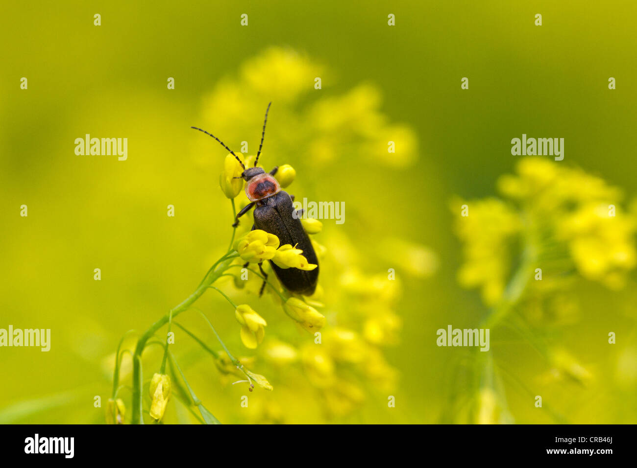 Firefly (Pyropyga SP.) auf Blüten. Stockfoto