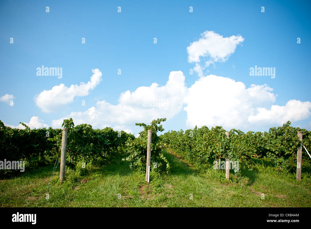 Weinbergen wachsen entlang der Hügel mit blauem Himmel im Hintergrund Stockfoto