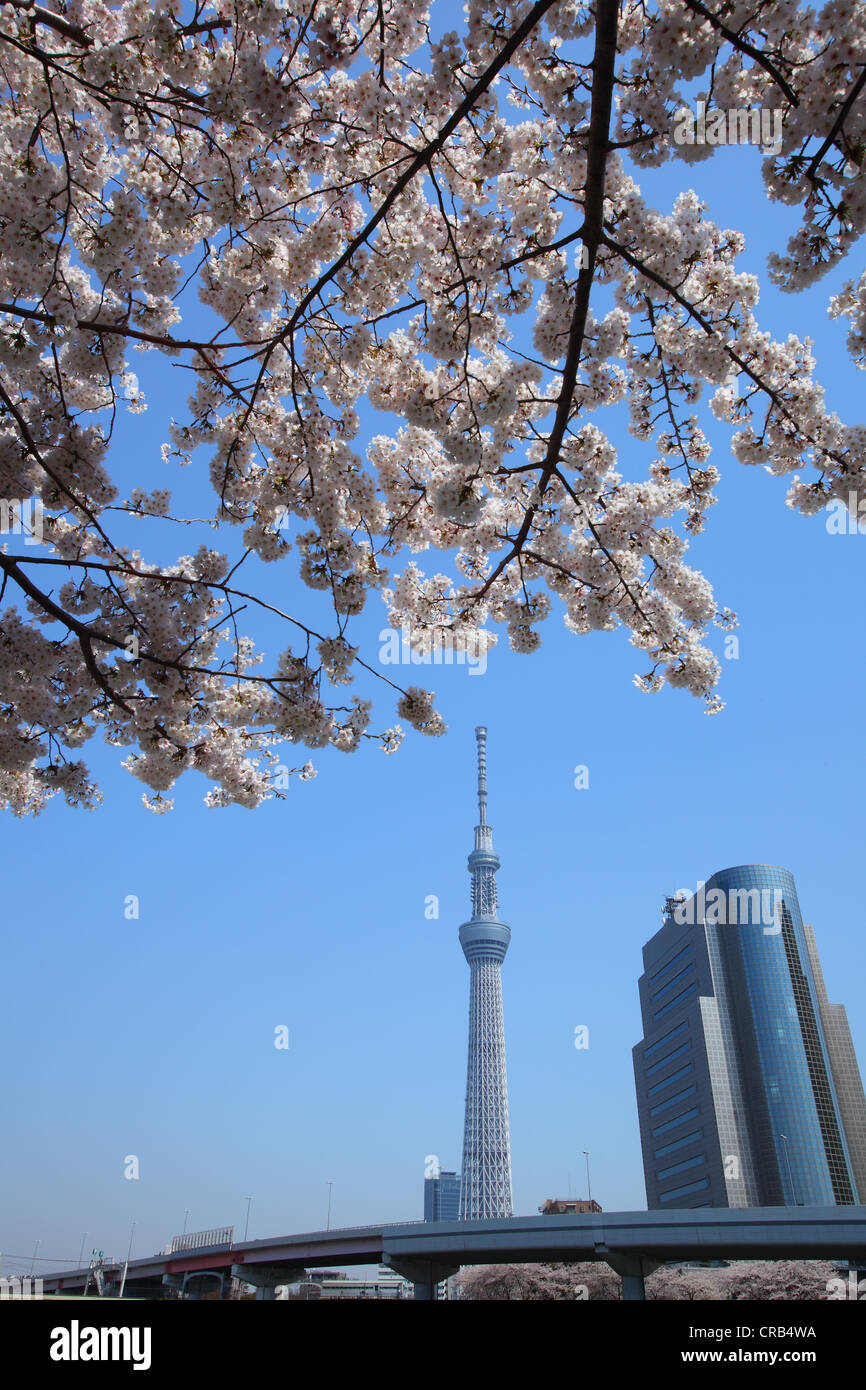 Tokyo Sky Tree und Kirsche Blüte in japan Stockfoto