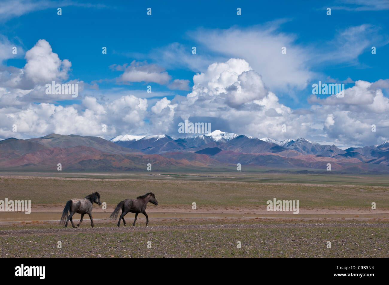 Schneebedeckte Berge und wilde Pferde auf dem Weg zwischen Ali und Gerze, West-Tibet, Tibet, Asien Stockfoto