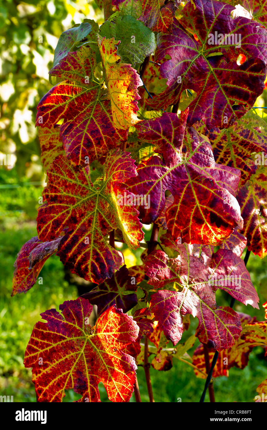 Herbst-farbigen Blätter der Weinrebe (Vitis Vinifera), Stein am Rhein, Kanton Schaffhausen, Schweiz, Europa Stockfoto