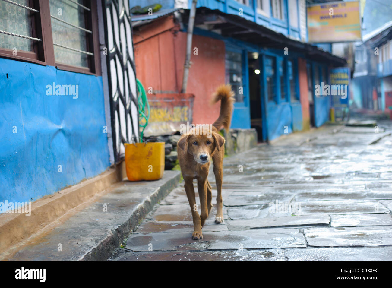 Hund auf der Straße des Dorfes Bhubhule, das ist ein beliebter Ausgangspunkt für Trekkingtouren, Lamjung, Nepal, Südasien Stockfoto