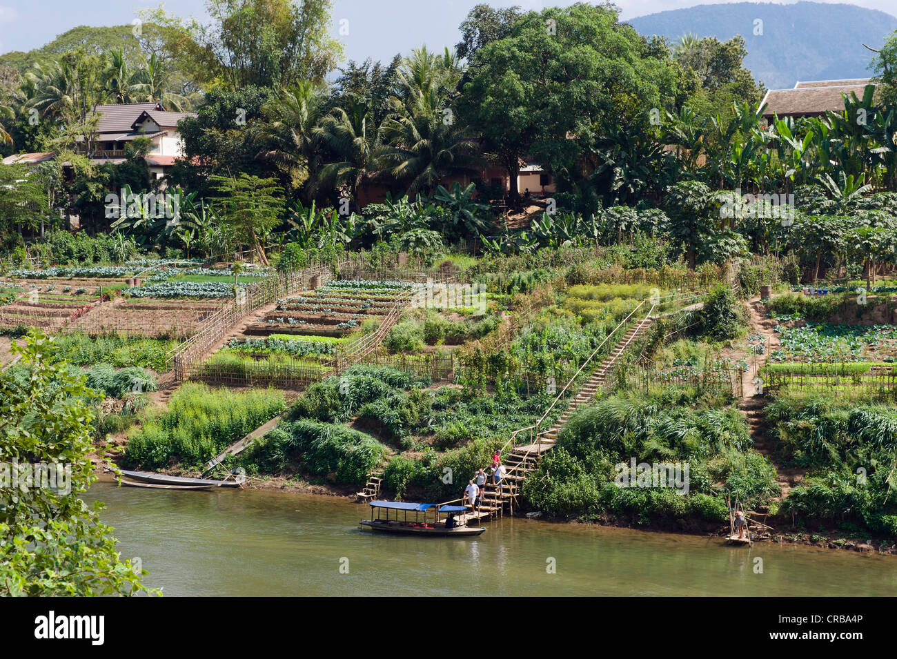 Gemüsegärten auf dem Nam Khan Fluss, Luang Prabang, Laos, Indochina, Asien Stockfoto