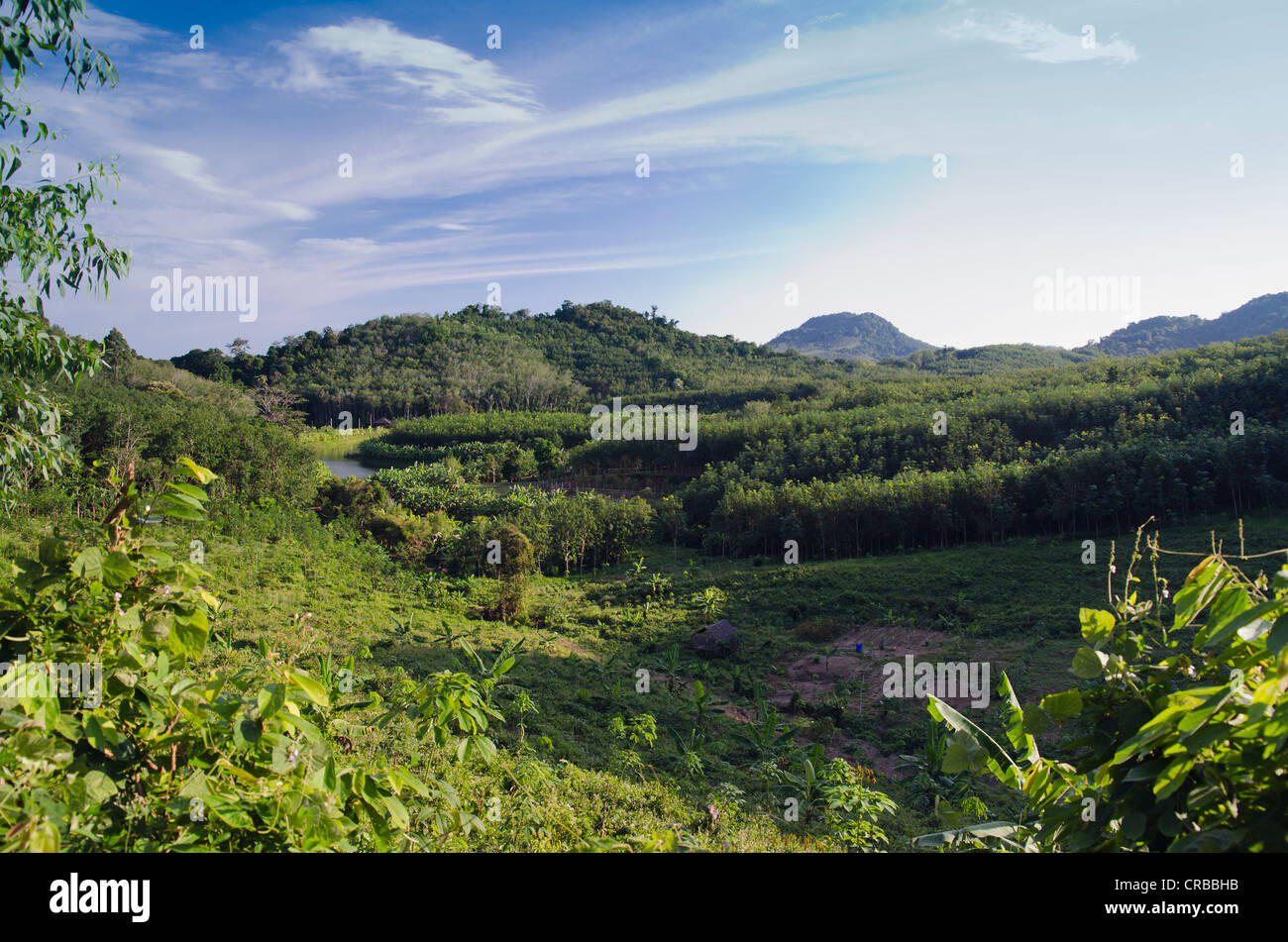 Landwirtschaft auf der Insel Koh Yao Noi, Phang Nga, Thailand, Südostasien Stockfoto