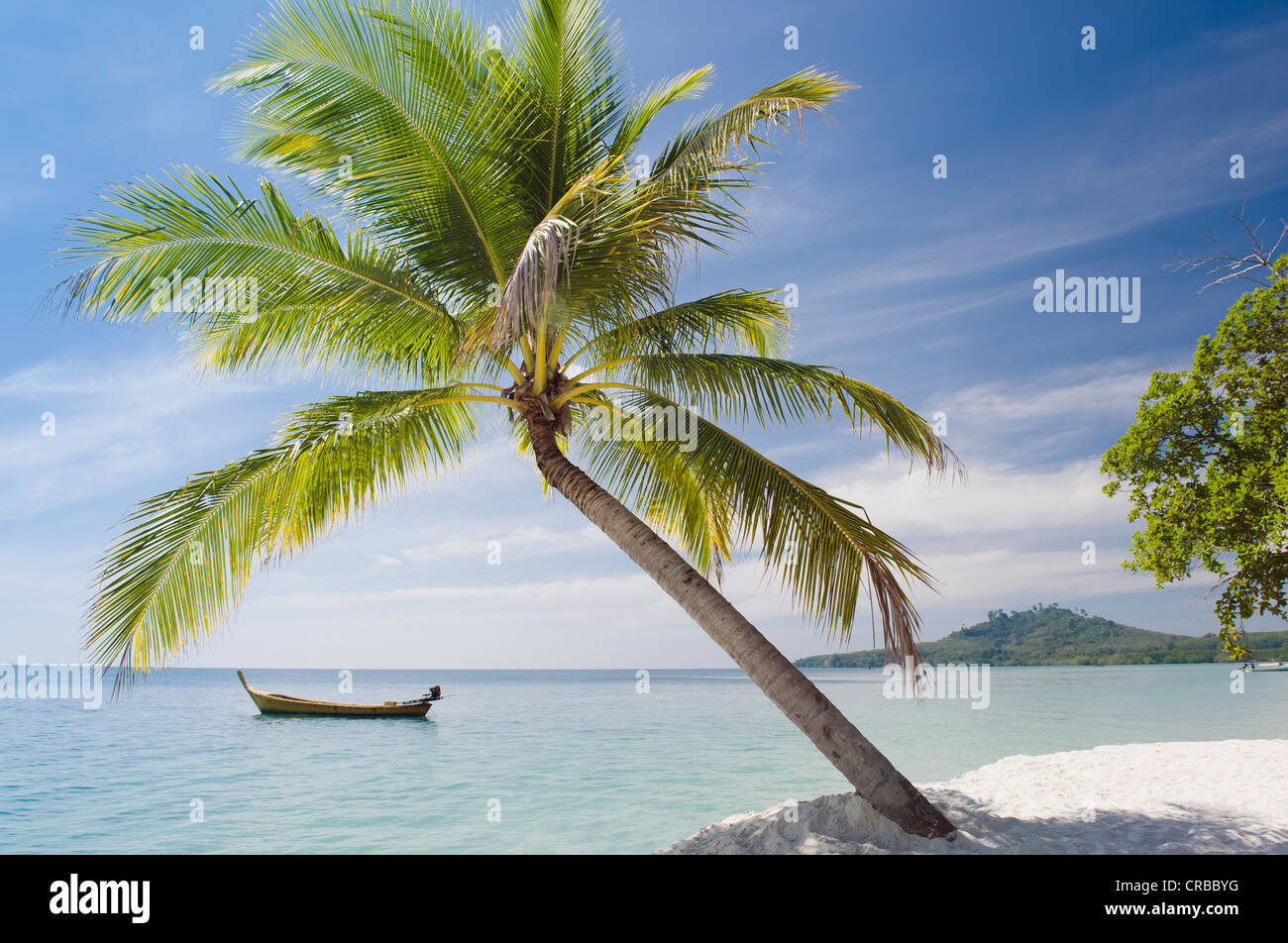 Palme am Strand, Ko Muk oder Ko Mook Insel, Thailand, Südostasien Stockfoto