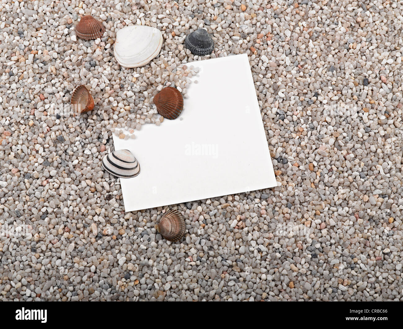 Muscheln, Seesterne und leeres Papierblatt Stockfoto