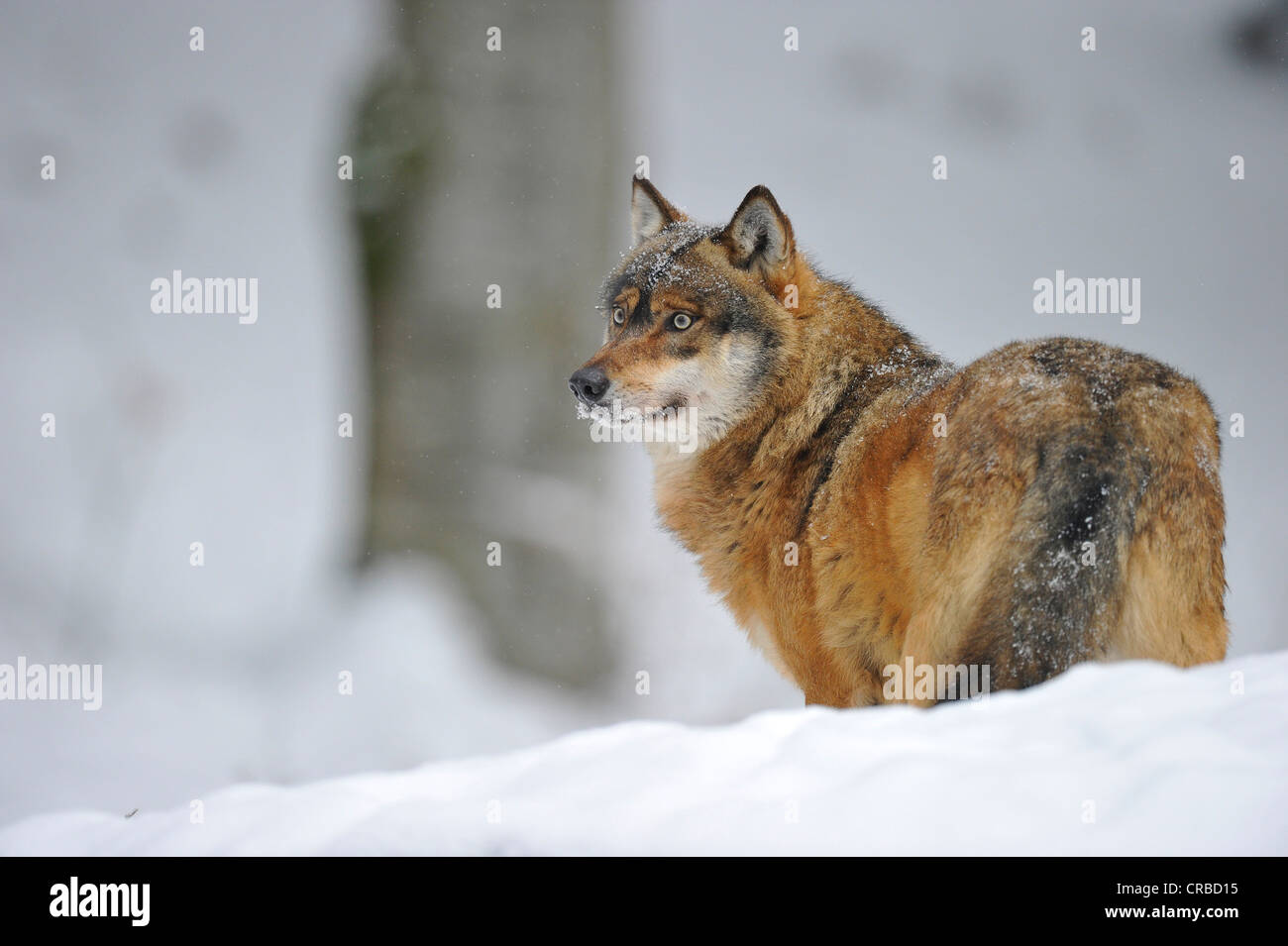 Mackenzie Tal Wolf, kanadische Timberwolf (Canis Lupus Occidentalis) im Schnee, Nationalpark Bayerischer Wald Stockfoto