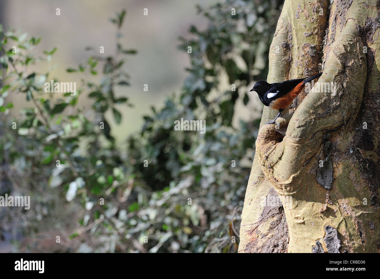 Verspotten Klippe-Chat - Cliff Chat (Myrmecocichla Cinnamomeiventris - Thamnolaea Cinnamomeiventris) auf einem Baumstamm Nakuru NP Stockfoto