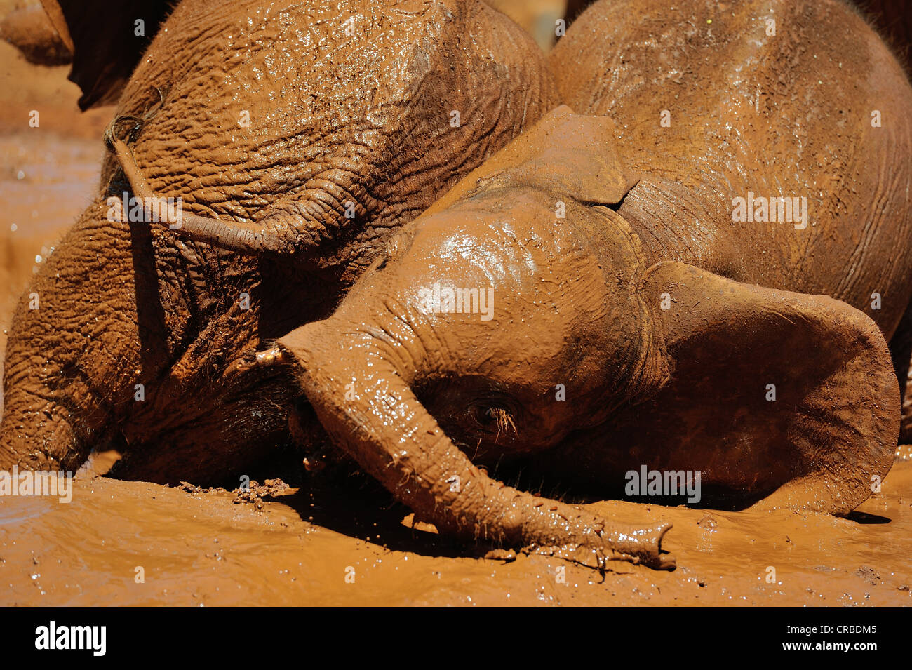 Afrikanischer Bush Elefant (Loxodonta Africana) Schlammbad der Waisen in den Sheldrick-Elefanten-Waisenhaus in der Nähe von Nairobi Stockfoto