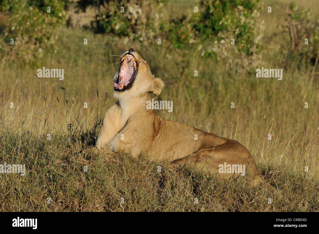 East African Lion - Massai Löwe (Panthera Leo Nubica) weibliche gähnende Masai Mara - Kenia - Ostafrika Stockfoto