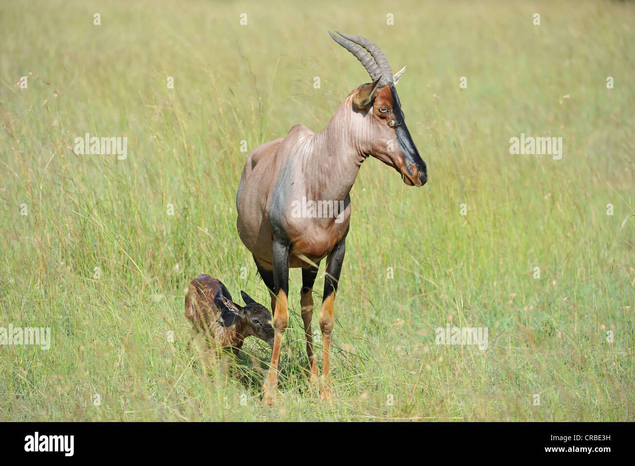 Topi (Damaliscus Lunatus Topi) neue geborene Kalb versucht, aufzustehen, Masai Mara Wildreservat Kenia - Ostafrika Stockfoto