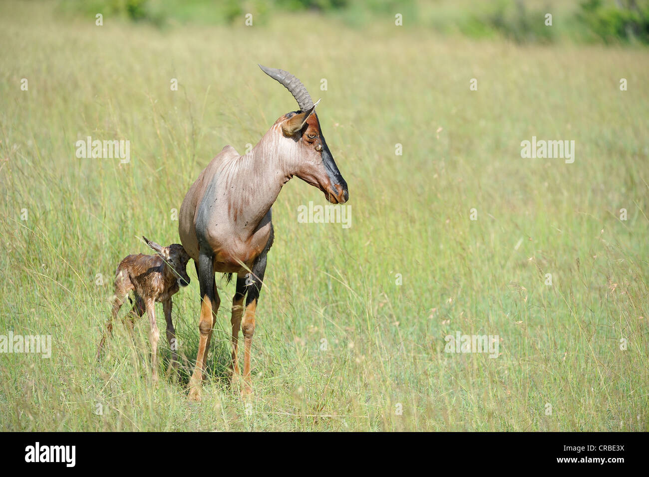 Topi (Damaliscus Lunatus Topi) neue geborene Kalb versucht, aufzustehen, Masai Mara Wildreservat Kenia - Ostafrika Stockfoto