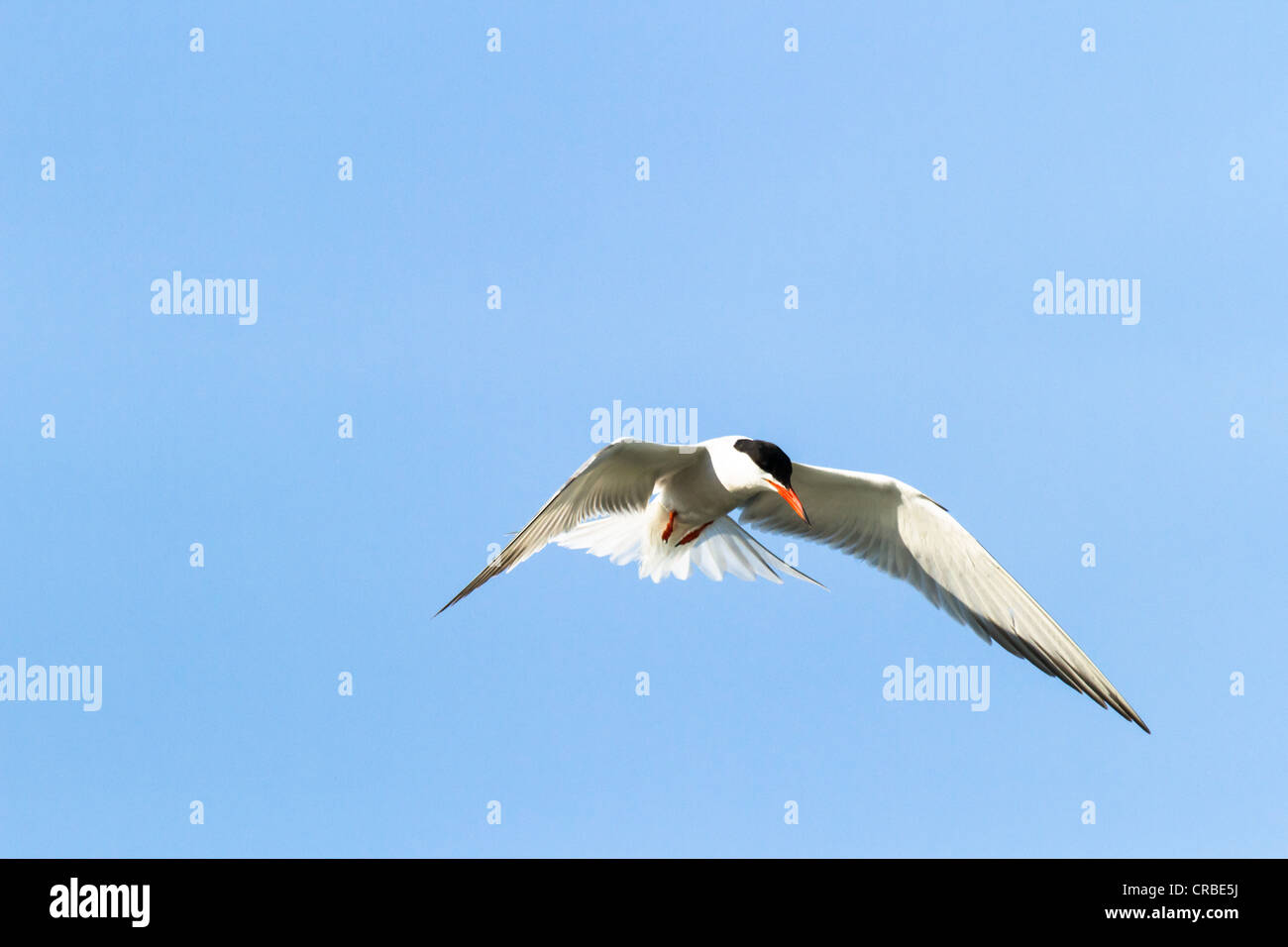 bunte Wildvogel in sonnigen Tag, Natur-Serie Stockfoto