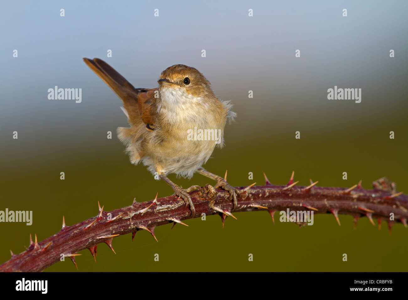 Gemeinsame Whitethroat (Sylvia Communis), Weiblich, hocken auf gemeinsame Brombeere (Rubus Fruticosus), Süd-Ost-England Stockfoto