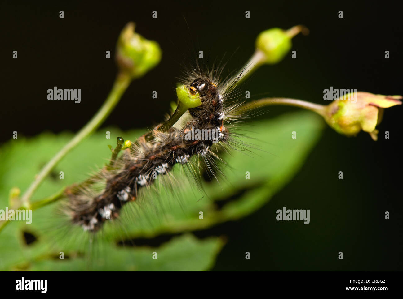 Gelbe und schwarze raupe mit haaren Fotos und Bildmaterial in hoher Auflösung Alamy Gelbe und schwarze raupe mit haaren Fotos und Bildmaterial in hoher Auflösung Alamy