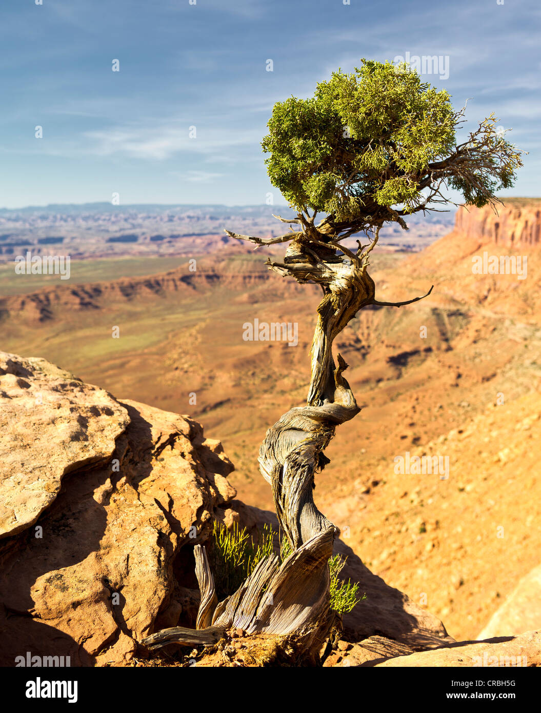 Utah-Wacholder ((Juniperus osteosperma), Grandview Point, Insel im Himmel, Canyonlands National Park, Utah, USA Stockfoto