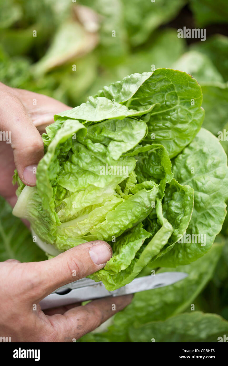 Mann-Schneidkopf von Salat Stockfoto