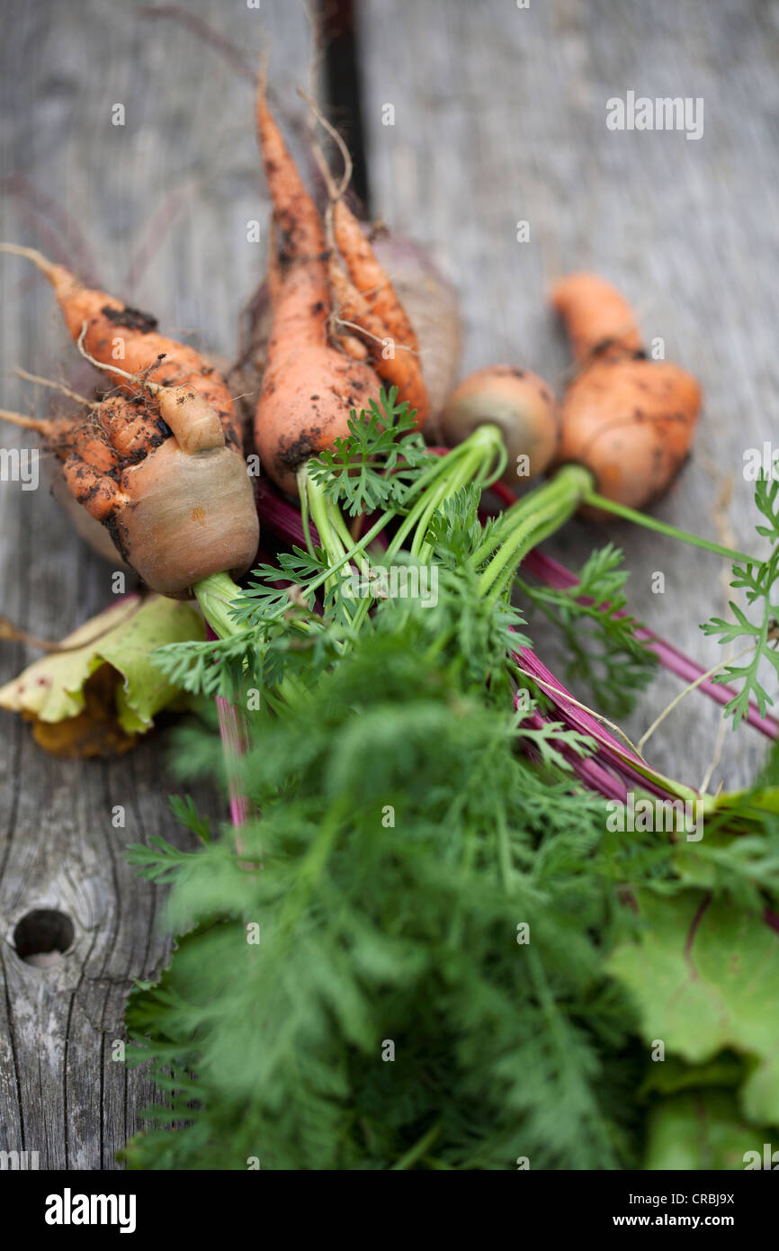 Nahaufnahme von Karotten und rote Beete Stockfoto