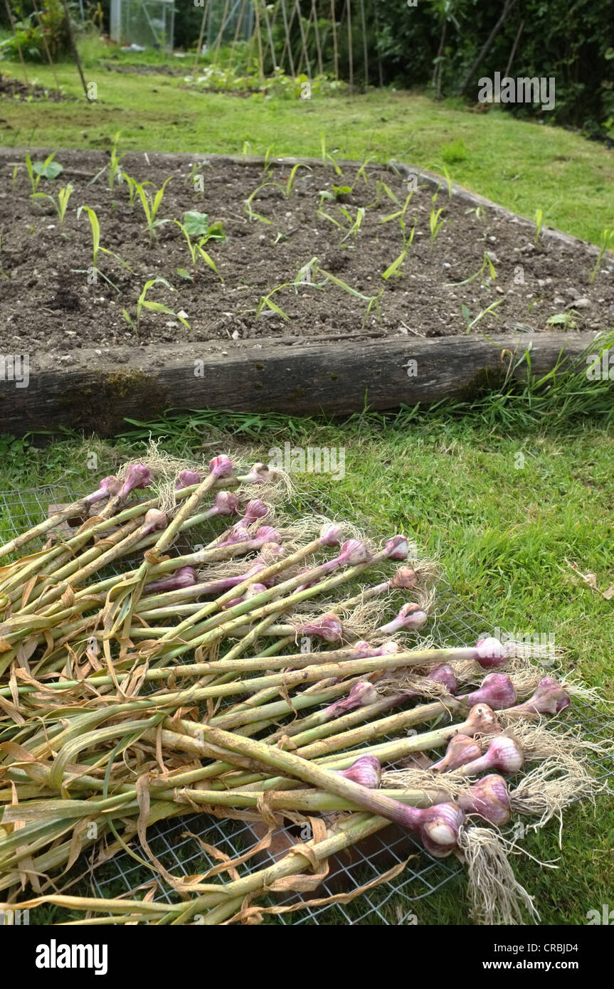 frisch gegraben Knoblauch Zwiebeln auf einem Trockengestell, pflanzliche Bett im Hintergrund Stockfoto