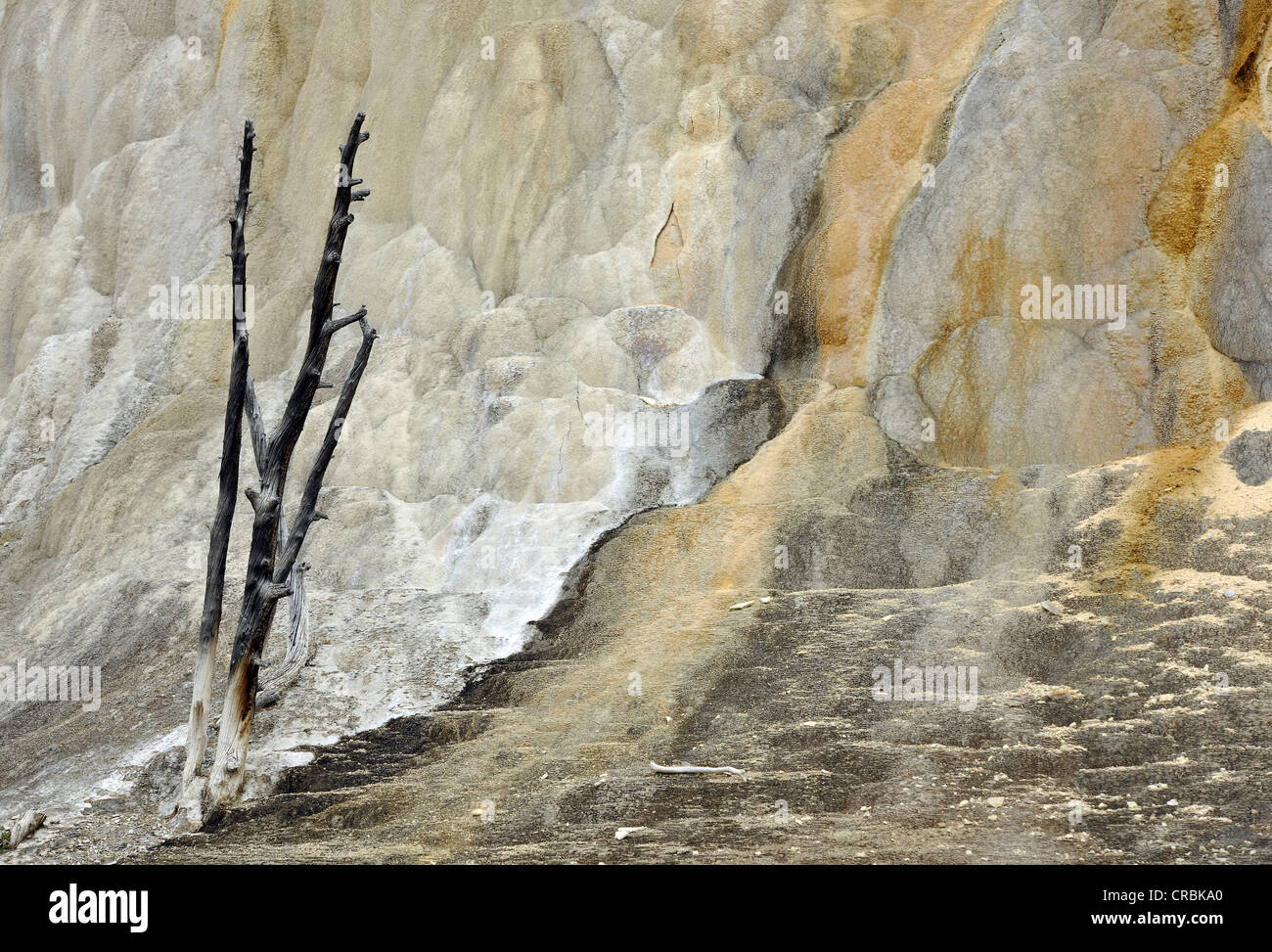 Orange Mound Terrasse, oberen Terrassen Kalkstein Sintern, Terrassen, Geysire, heiße Quellen, bunte thermophile Bakterien Stockfoto