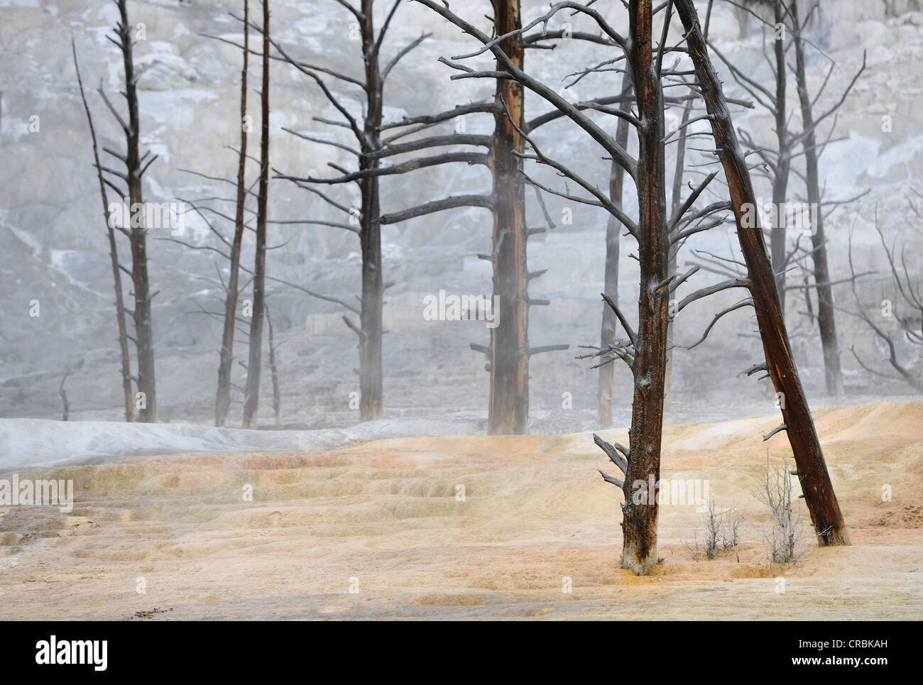 Tote Bäume auf der Angel Terrace, oberen Terrassen Kalkstein Sintern, Terrassen, Geysire, heiße Quellen, Mammoth Hot Springs Terrassen Stockfoto