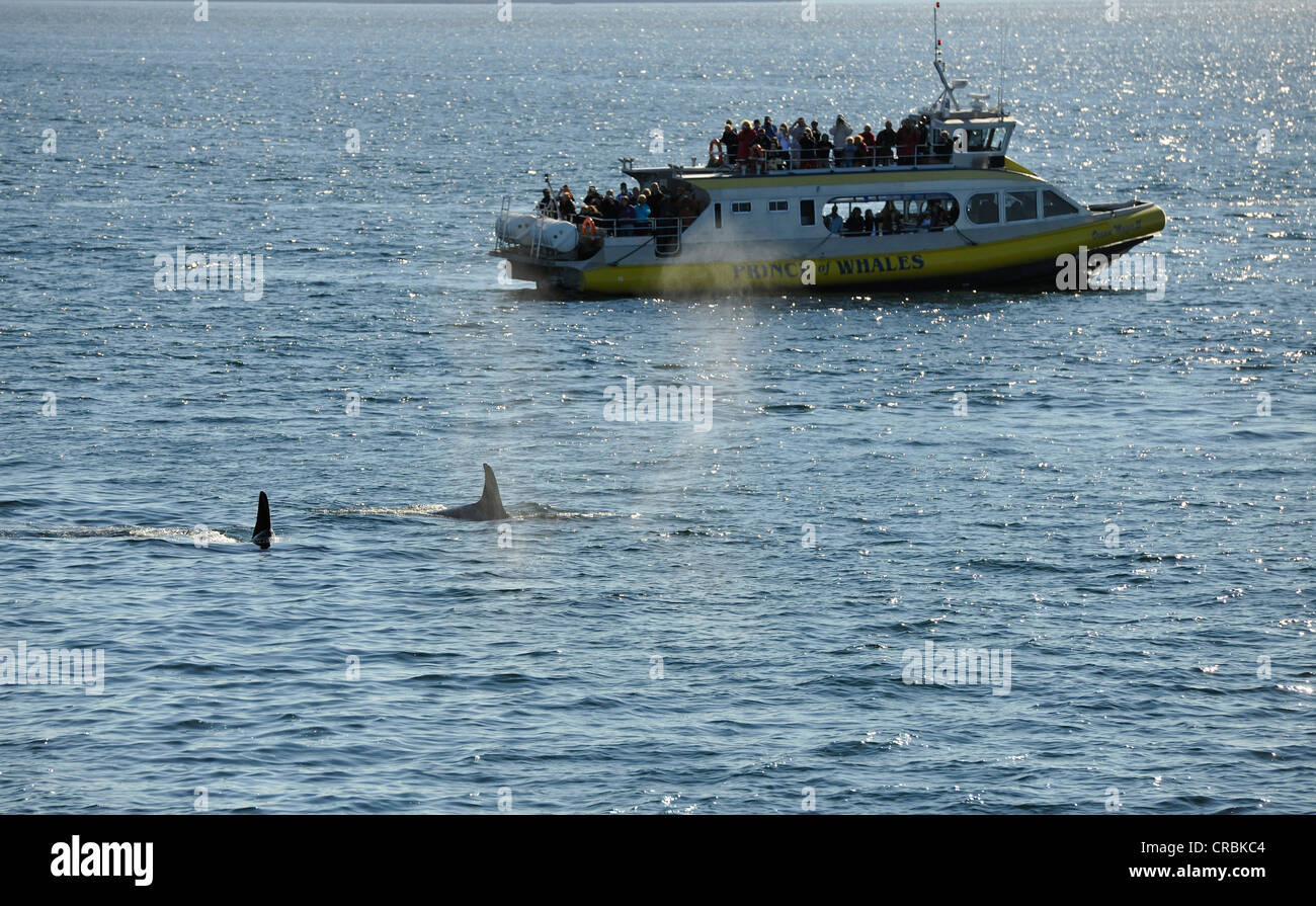 Walsafari, Walbeobachtung, Boot mit Touristen, Schwimmen Schwertwale, einschließlich Orca (Orcinus Orca), Strait Of Georgia Stockfoto
