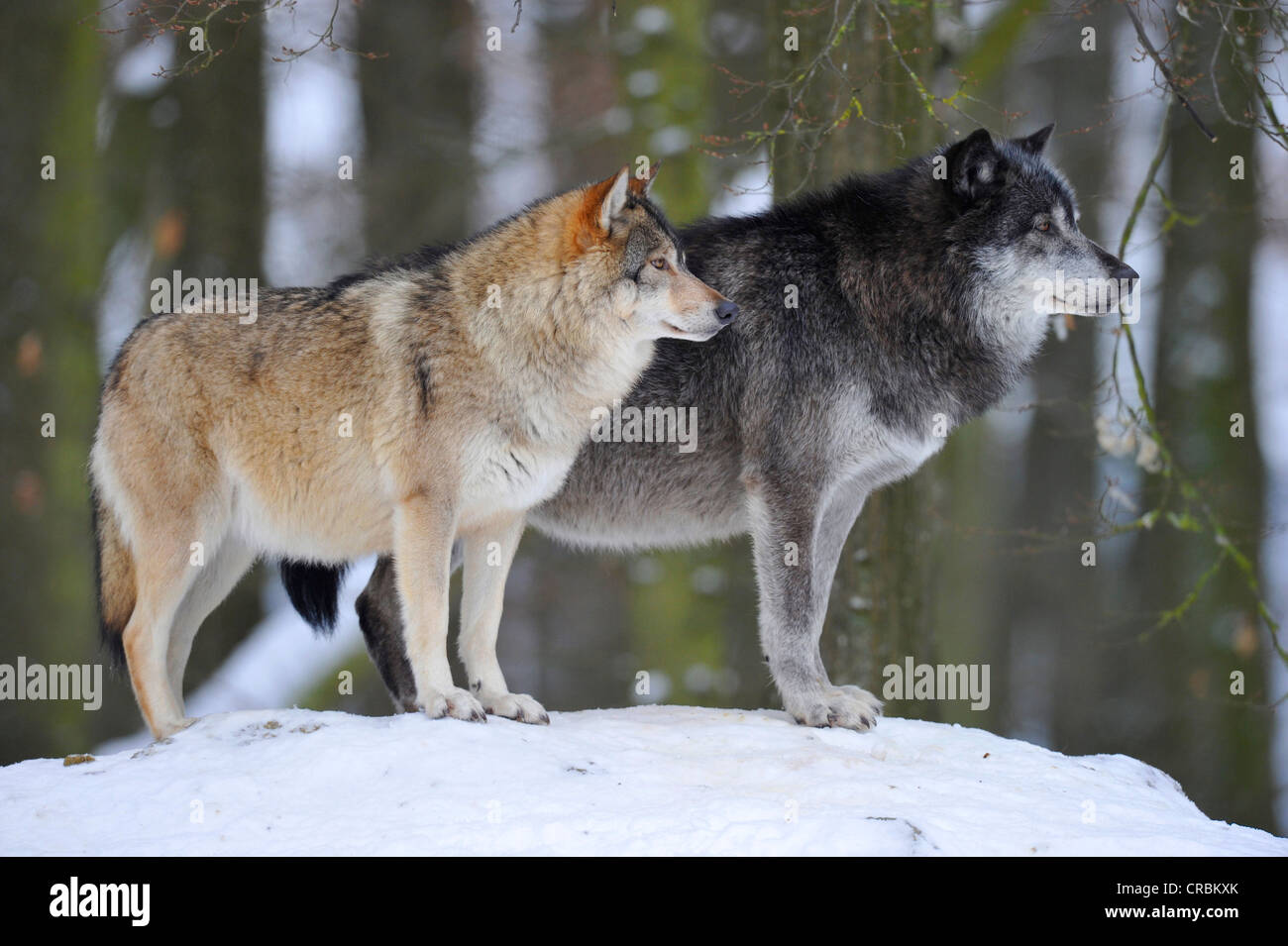 Mackenzie Wölfe, östlichen Wolf, kanadischer Wolf (Canis Lupus Occidentalis) im Schnee, auf der Hut Stockfoto