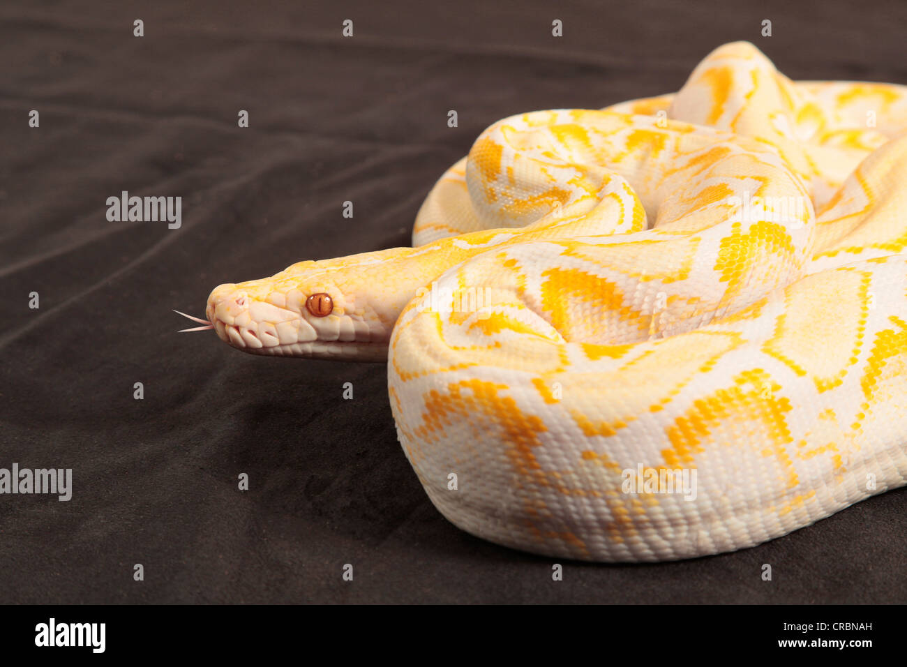 Retikuliert Python Schlange aus Indonesien. Stockfoto