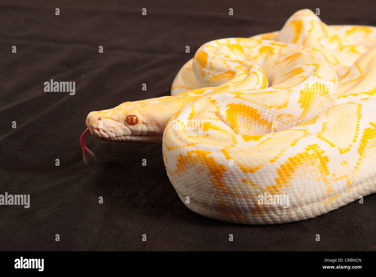 Retikuliert Python Schlange aus Indonesien. Stockfoto