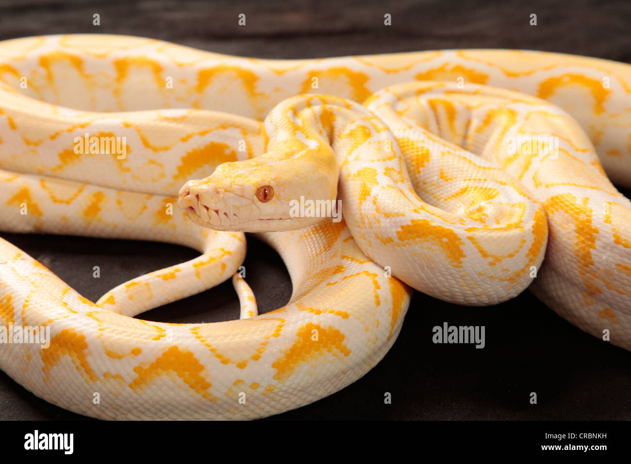 Retikuliert Python Schlange aus Indonesien. Stockfoto