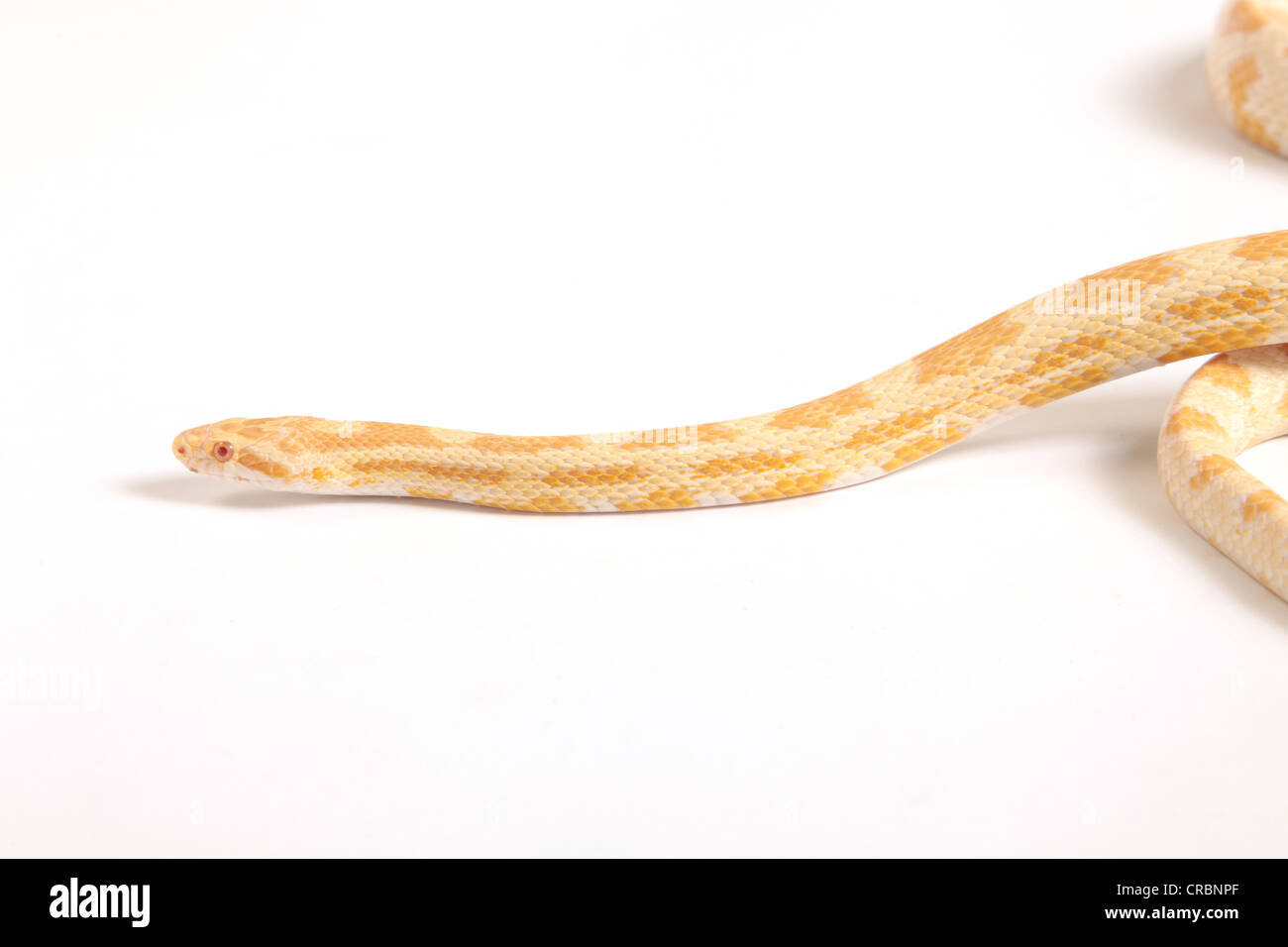 Retikuliert Python Schlange aus Indonesien. Stockfoto