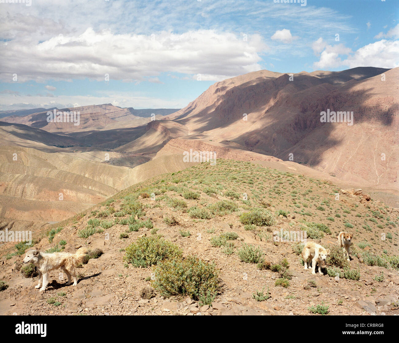 Schäferhunde auf trockenen Berggipfel Stockfoto