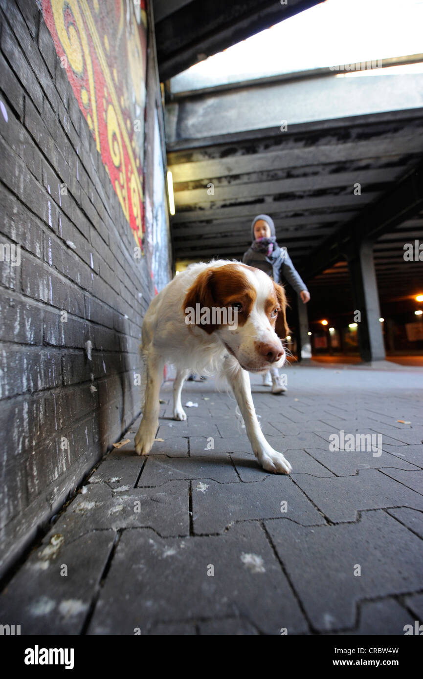 Hund für einen Spaziergang in der Großstadt Stockfoto