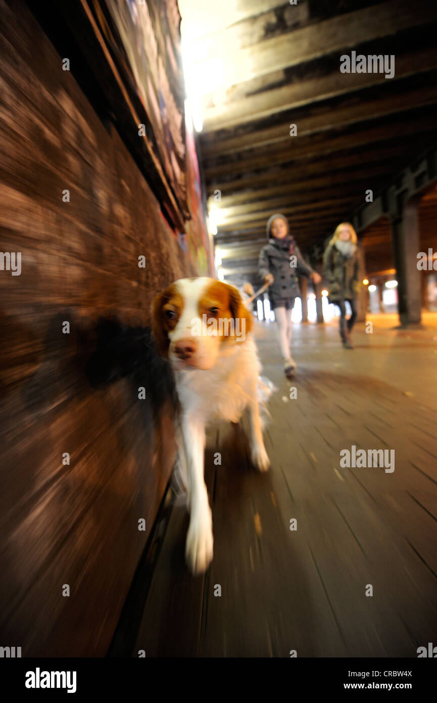 Hund für einen Spaziergang in der Großstadt Stockfoto