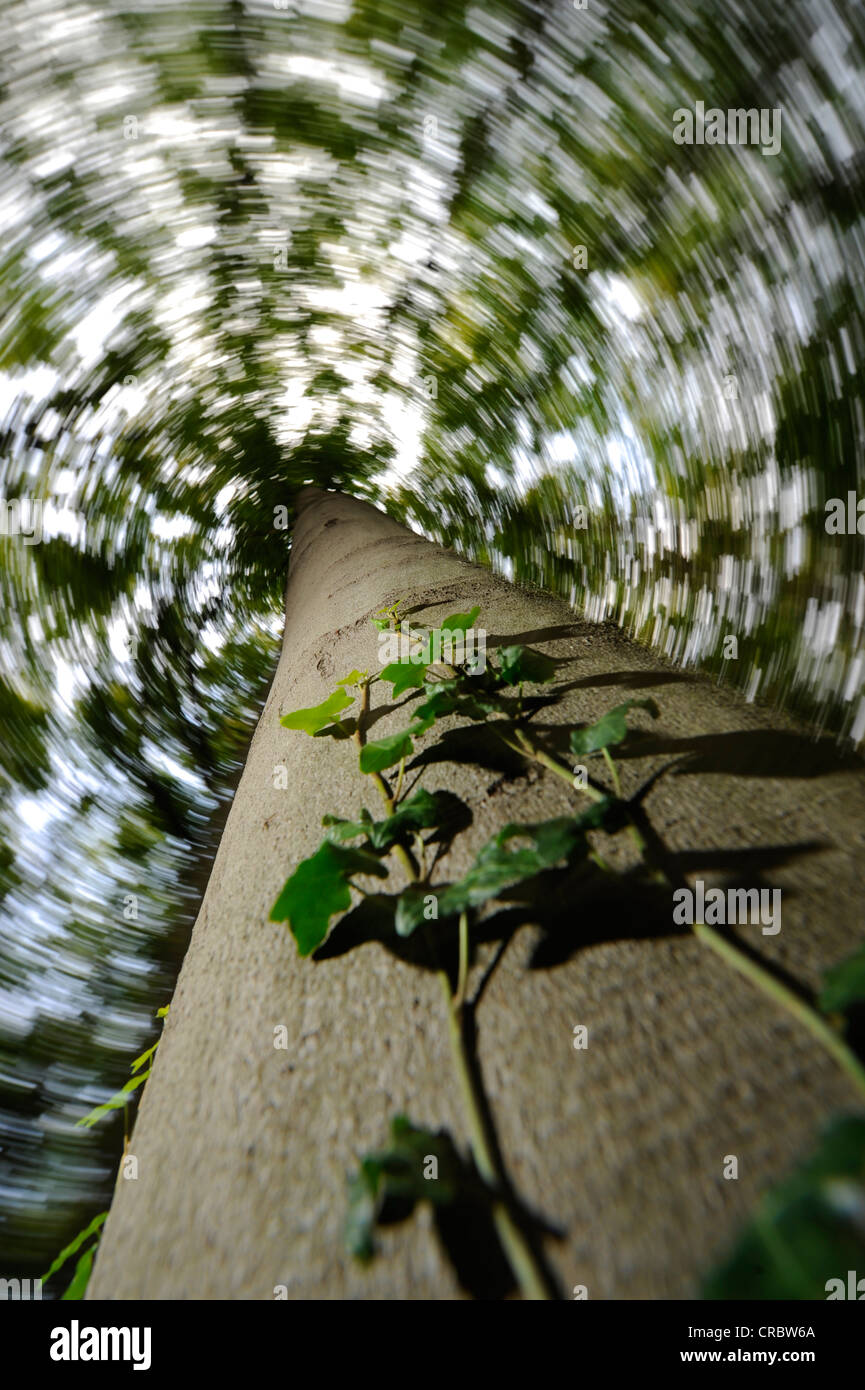 Efeu wächst an einem Baumstamm, Wurm Vogelperspektive Stockfoto