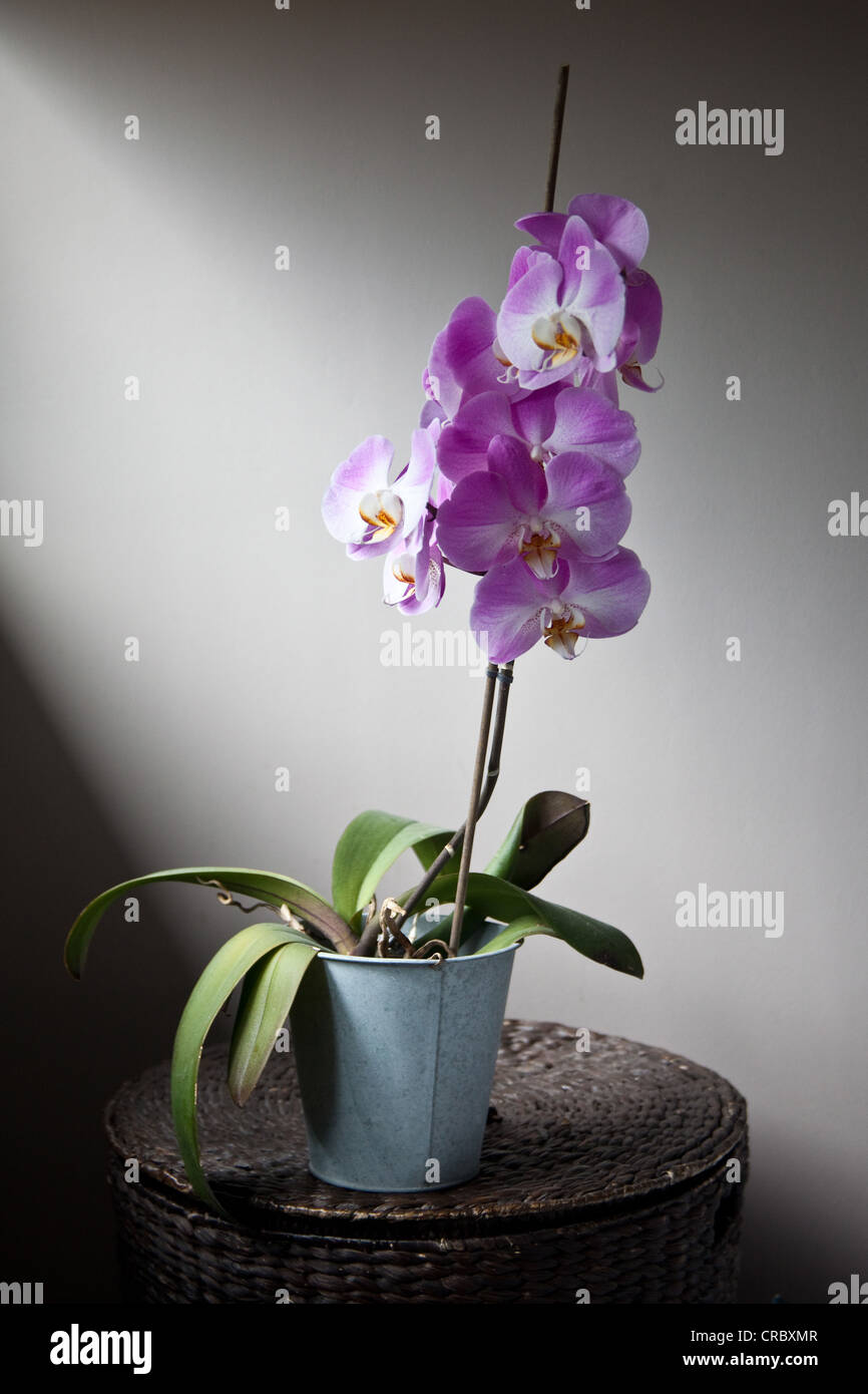 Lila Orchidee (Phalaenopsis oder Moth Orchid) in voller Blüte. Stockfoto