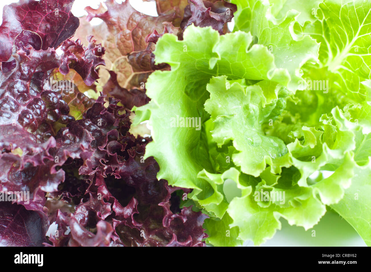 Die Blätter der roten und grünen Salat. Gesunde Ernährung Stockfoto