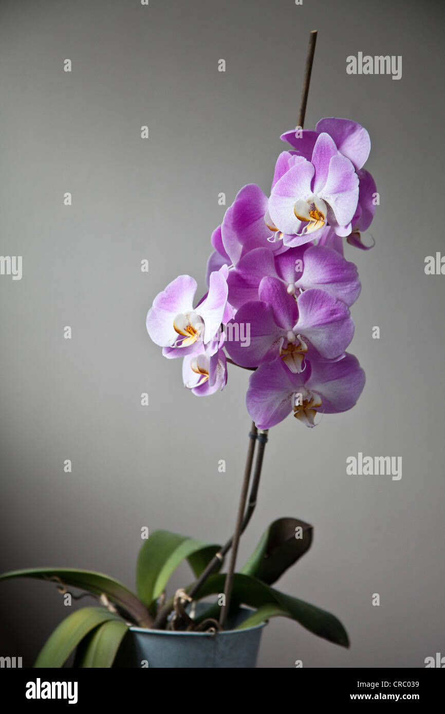 Lila Orchidee (Phalaenopsis oder Moth Orchid) in voller Blüte. Stockfoto