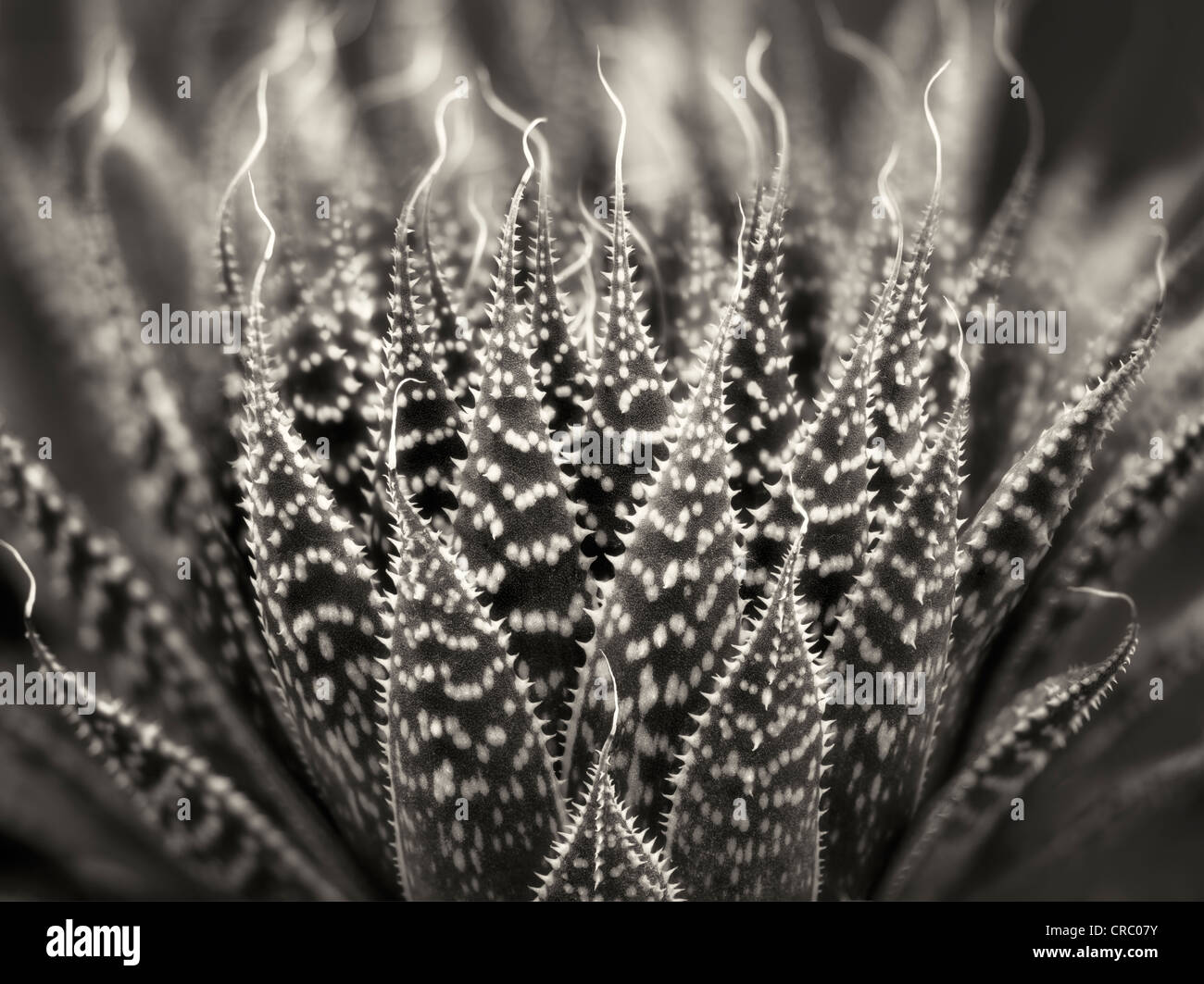 Nahaufnahme von Zebra/Pearly Punkte Pflanze. Oregon Stockfoto