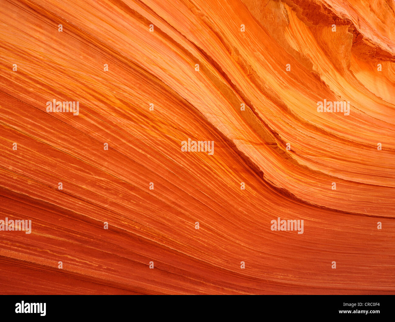 Detailansicht der typischen Liesegang-Ringe, Streifen, Sandstein-Felsformation The Wave, eine Welle von erodierten Navajo Sandstein, Norden Stockfoto