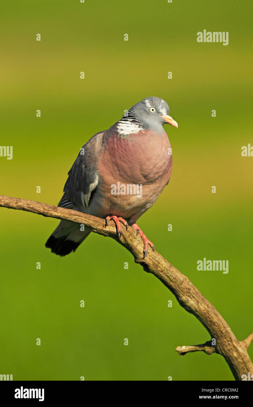 Ringeltaube (Columba Palumbus) thront auf einem Ast vor einem grünen Hintergrund. Stockfoto