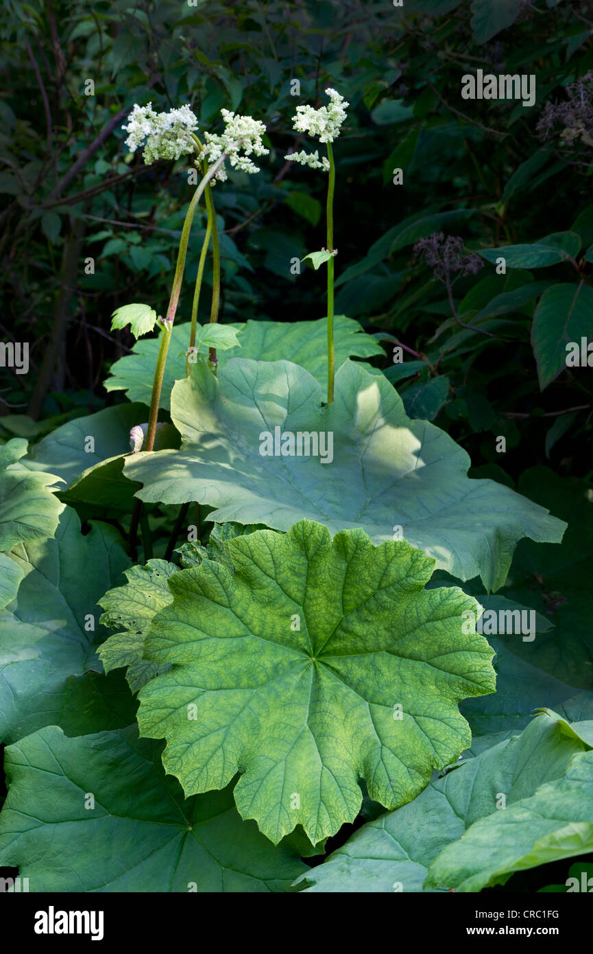 Astilboides Tabularis Blüte Blüte Rodgersia Tabularis Saxifraga Greenplant große große große Stockfoto